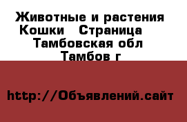 Животные и растения Кошки - Страница 6 . Тамбовская обл.,Тамбов г.